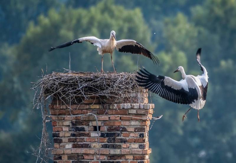 Professional Chimney Animal Removal Services in Carrollton, Texas