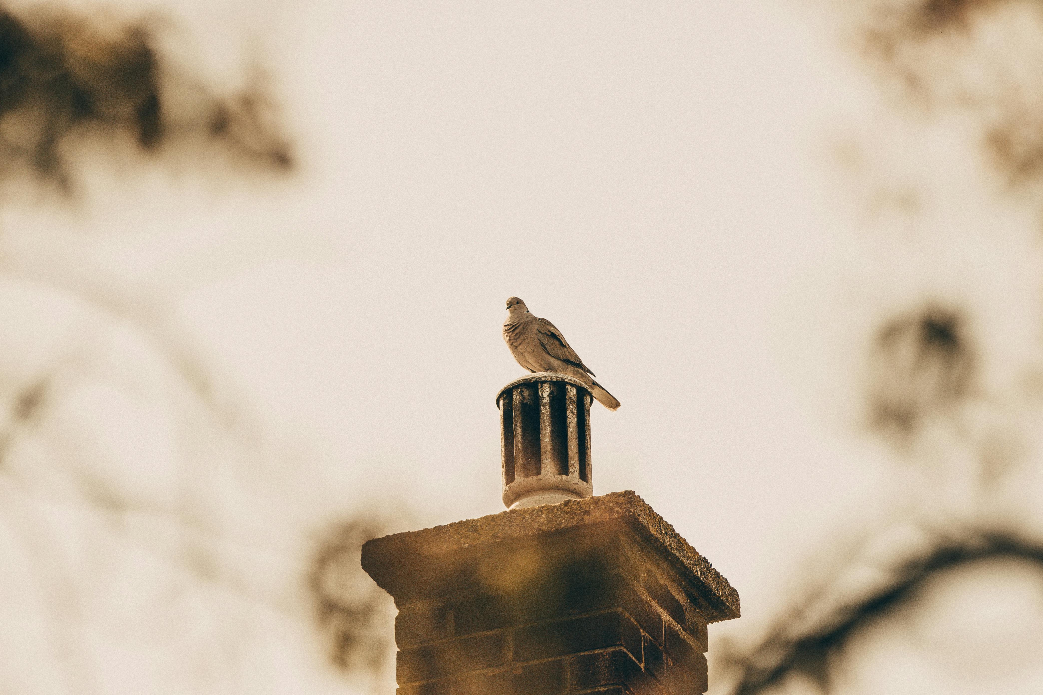 Professional Chimney Cap Installation Services in Carrollton, TX Expert Chimney Cap Installation in Carrollton, Texas